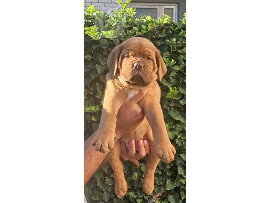 PoulaTo: Κουτάβια Dogue de Bordeaux